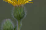 Soft goldenaster